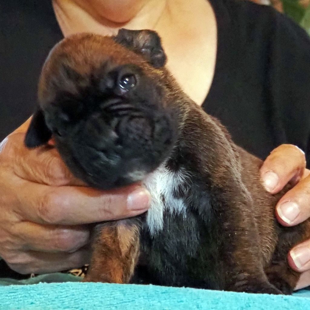 Des bébés de Sorbonne sont disponibles